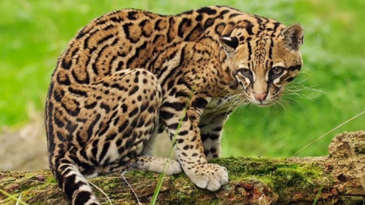 Joker, The Amiable Ocelot