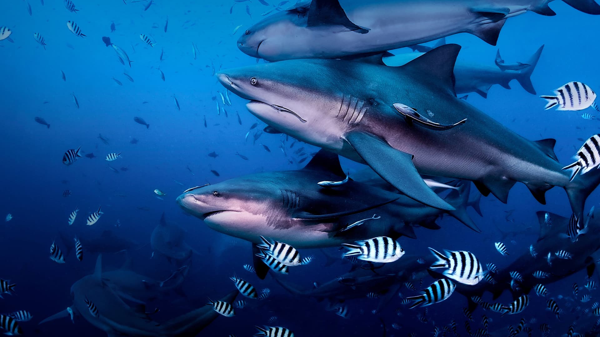 Return to Shark Island