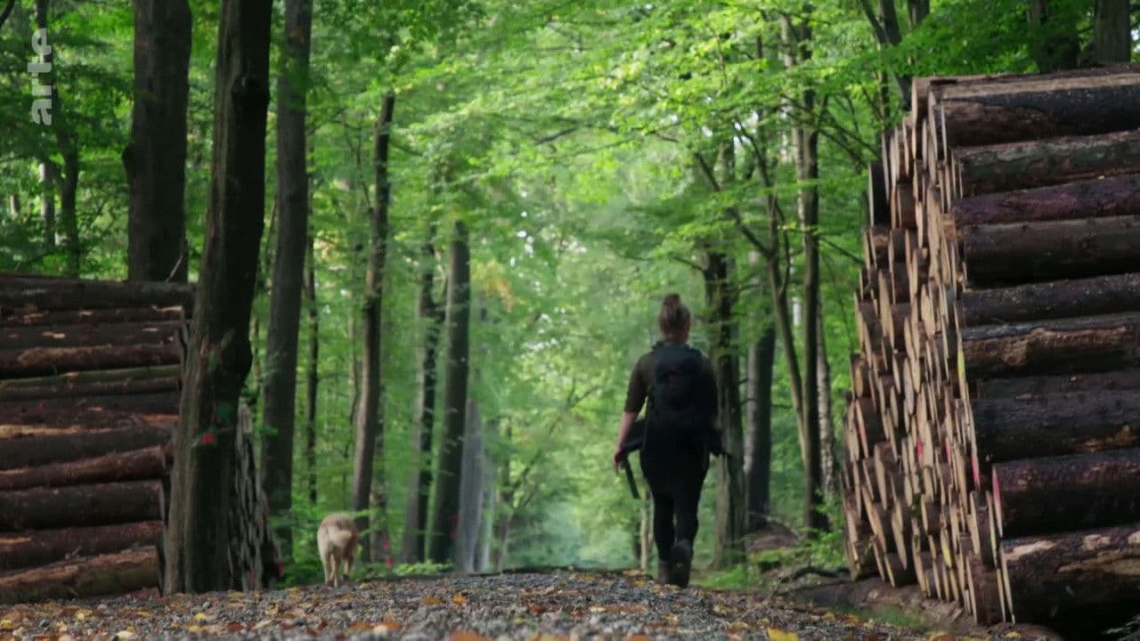 GEO Reportage - Des chiens sur la piste des loups