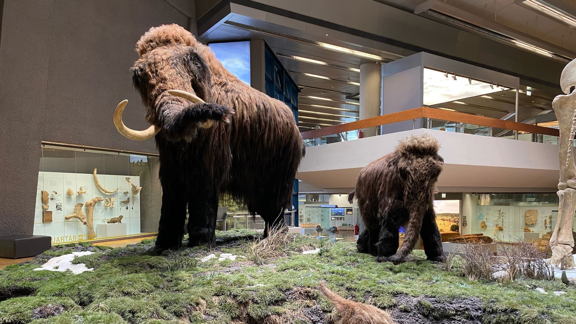 Ein Mammut-Projekt – Wiedergeburt ausgestorbener Arten