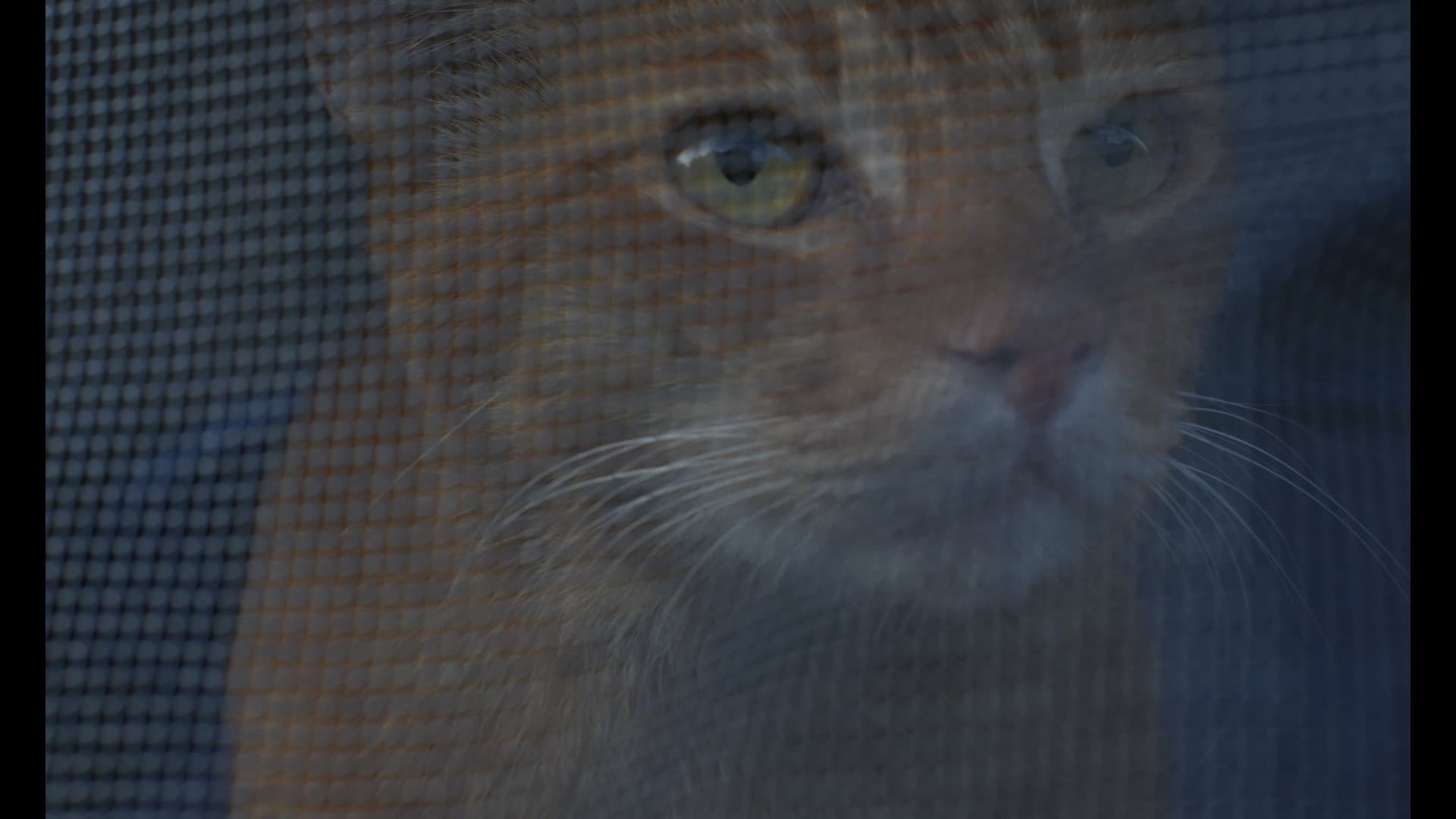 A Stray in the Alley