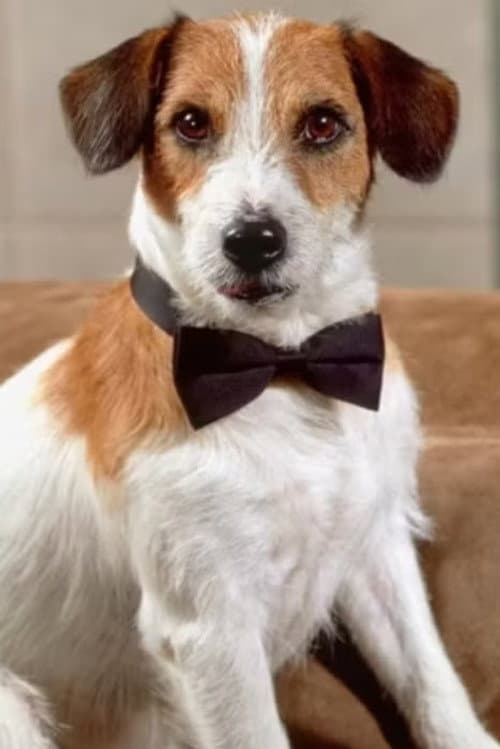 Moose profile photo