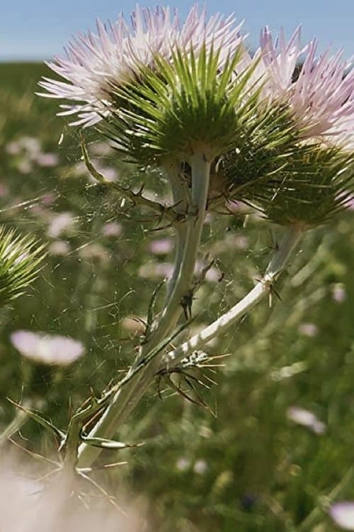 Fiori, Fiori, Fiori! poster