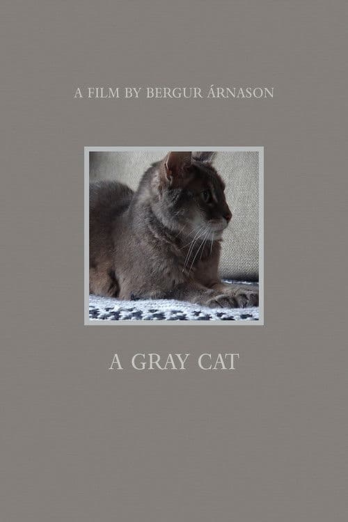 A Gray Cat poster