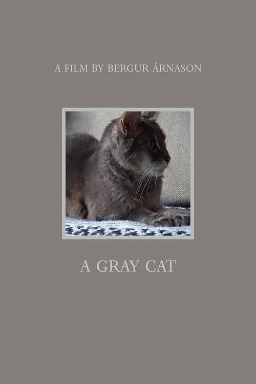 A Gray Cat