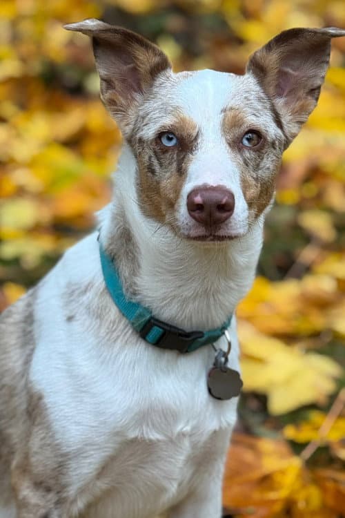Copper profile photo