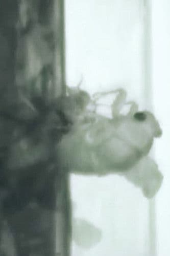 Un Ange Passe poster