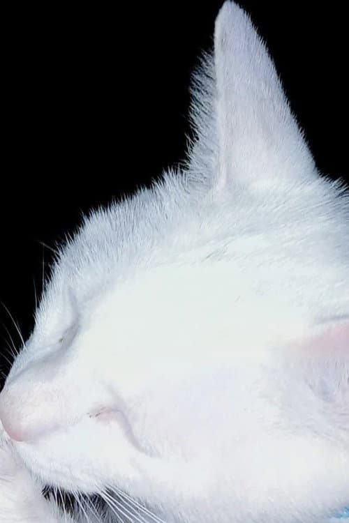 Snowbell The Cat profile photo
