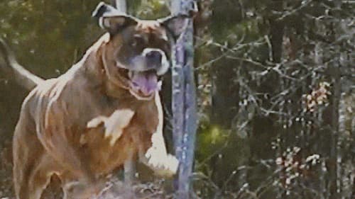 Bonkey: The Mutated poster