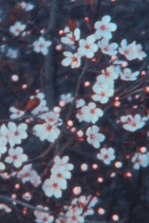 Quarantine Spring poster