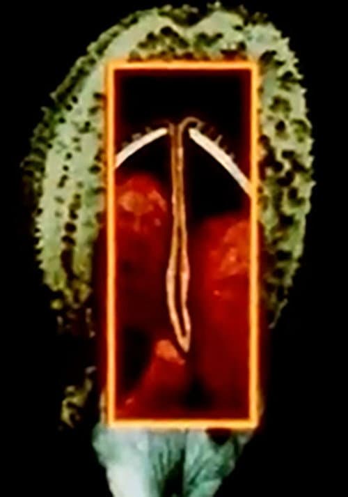 Maternal Language Part 1: The Construction of Maternal Form & its Adaptation to Absent Sexual Vitality poster