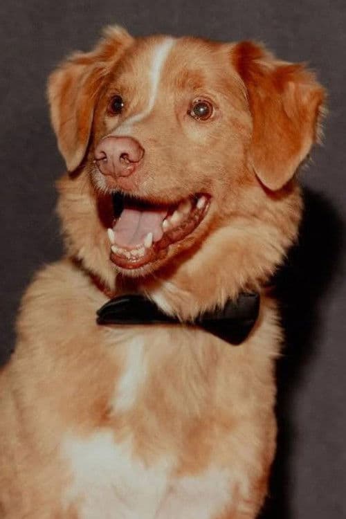 Indy the Dog profile photo