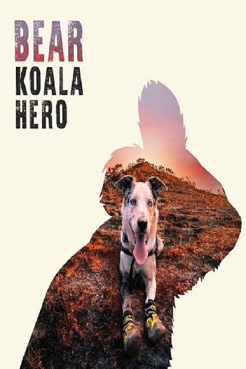 Bear: Koala Hero poster