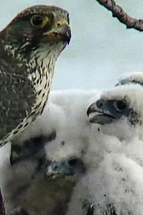 The Barrens Quest poster