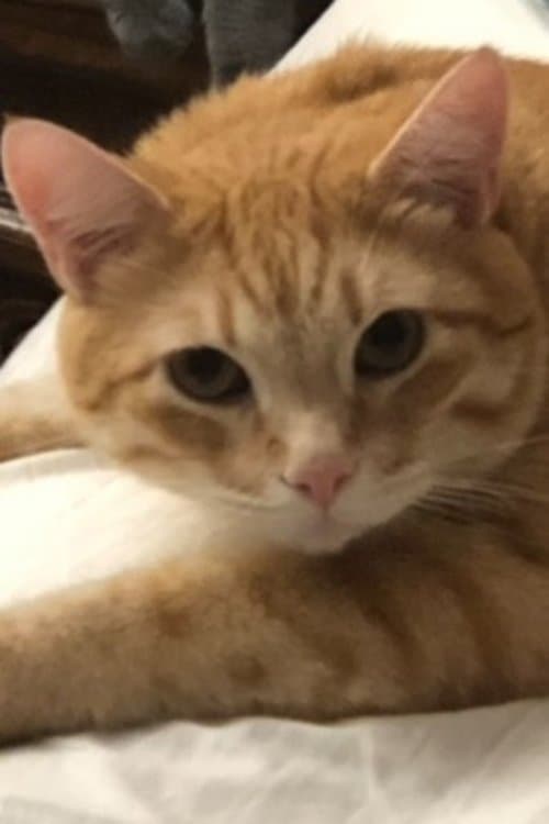 Garfield the Cat profile photo