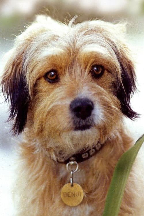 Benjean profile photo