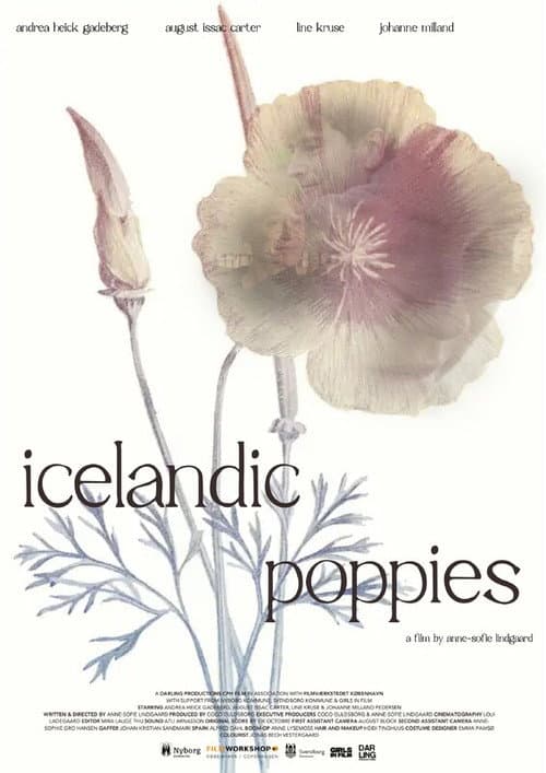 Icelandic Poppies poster
