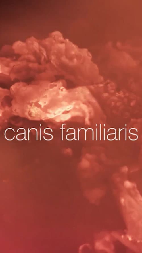 Canis familiaris poster