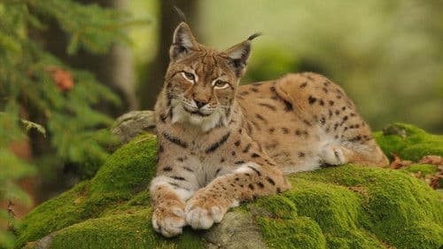 Im Wald der Luchse poster