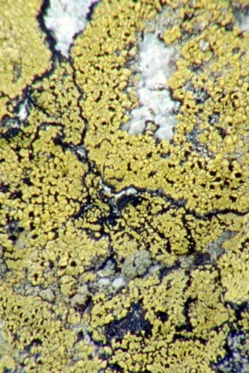 Lichens Are The Way poster
