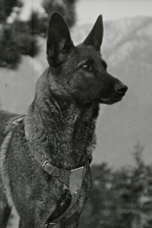 Klondike the Dog profile photo