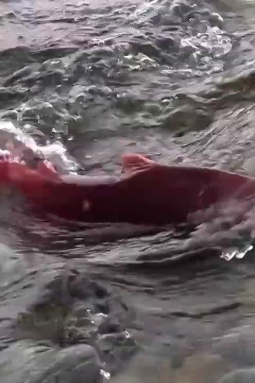 Stó:lo — Big River poster