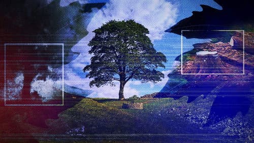 The Sycamore Gap: From Roots to Ruin poster