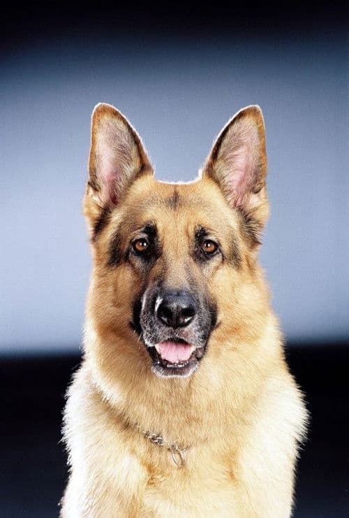 Rhett Butler profile photo