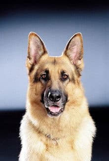 Rhett Butler profile photo