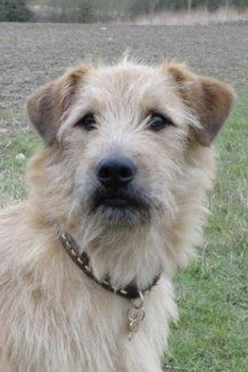 Barley profile photo