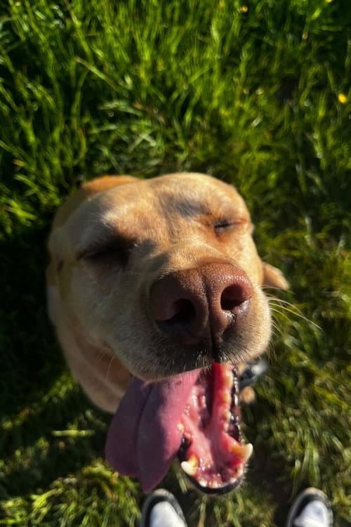 Ted the Dog profile photo