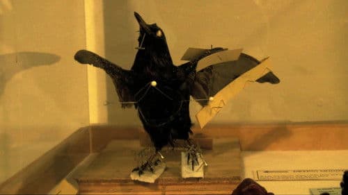 The Last Flesh & Blood Show poster