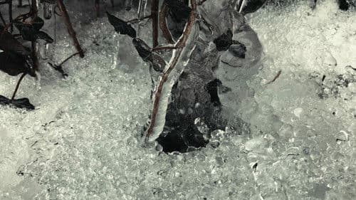 Friend of the Drifting Light poster