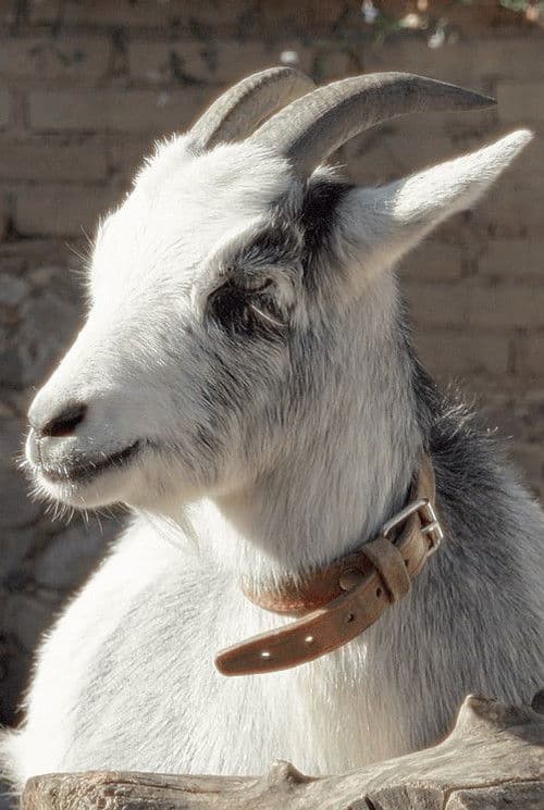 Melvin profile photo