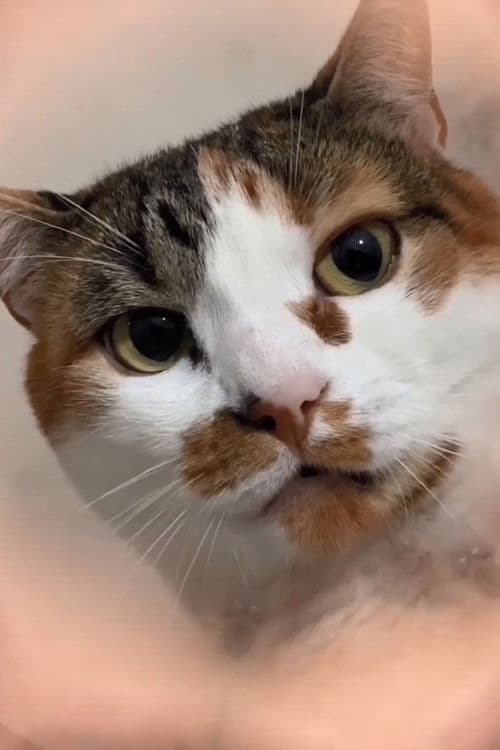 Michelle "Pê" Gomes profile photo