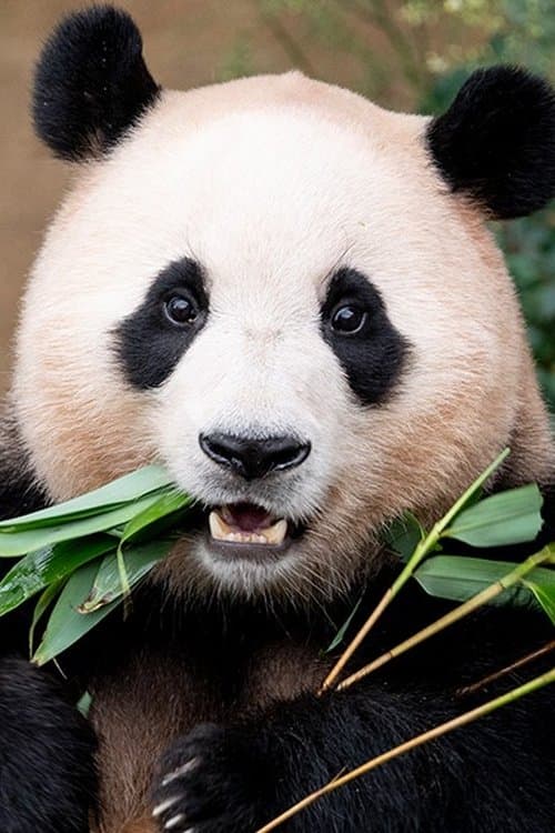 Fu Bao profile photo