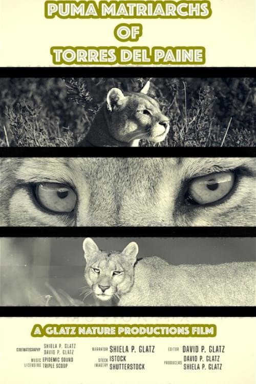 Puma Matriarchs of Torres Del Paine poster
