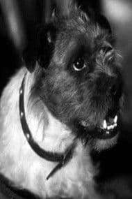 Zero the Dog profile photo