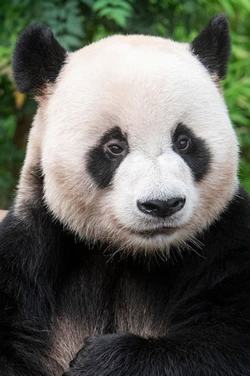 Le Bao profile photo