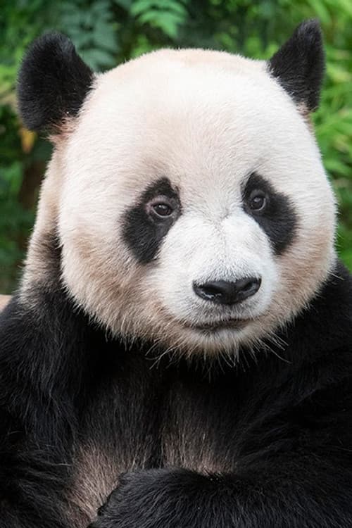 Le Bao profile photo