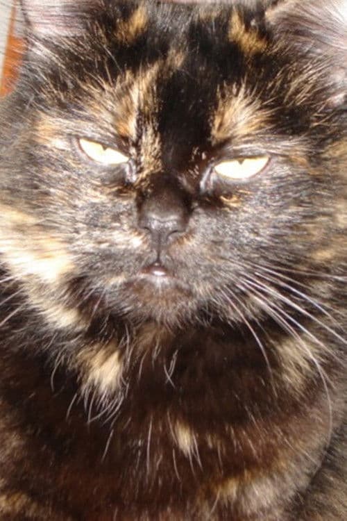 Gojira Cat profile photo