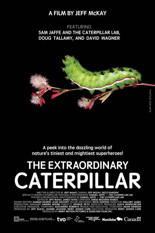 The Extraordinary Caterpillar poster