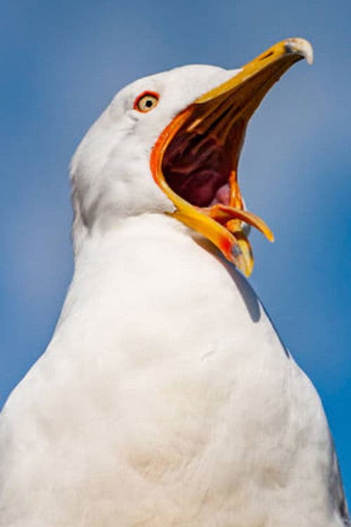 Mouette profile photo