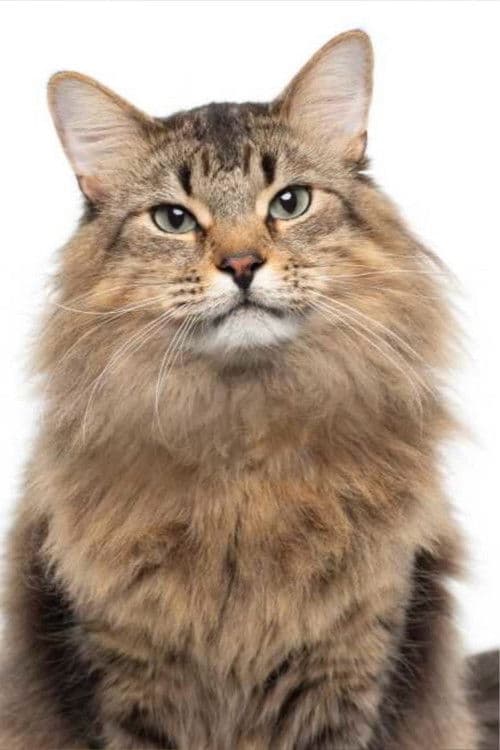 Tonic the Cat profile photo