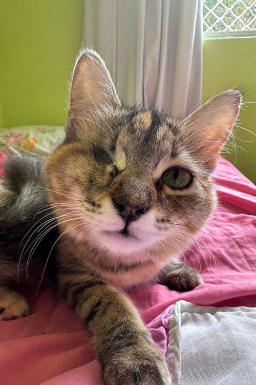 Nini da Silveira profile photo