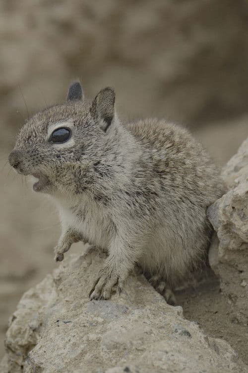 San Diego: America's Wildest City poster