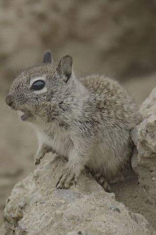 San Diego: America's Wildest City poster