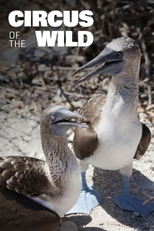 Witzig und wild - Die kuriosen Seiten der Tiere poster