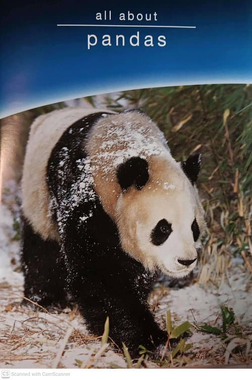 all about pandas poster