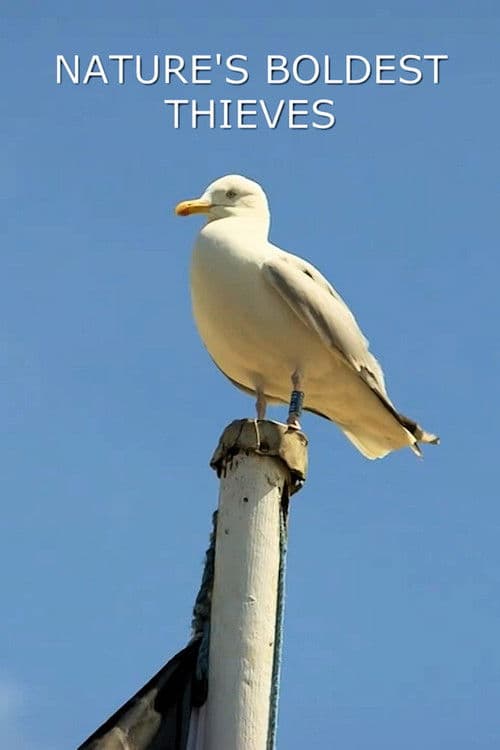 Nature's Boldest Thieves poster